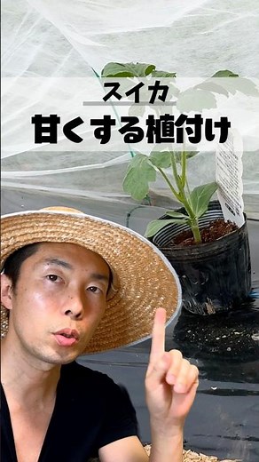 甘いスイカは植え付けで決まる！苗選び・土台・植え方の正解3選 #家庭菜園 #夏野菜栽培 #家庭菜園初心者