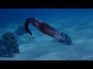 squid moving in water