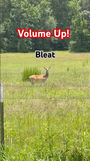 Doe Bleat | Deer Vocalization | DID YOU HEAR THAT? #doebleat #deercall #deersounds