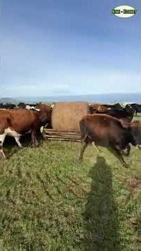 KiwiEconet Bellnet 3.2: Efficient Hay Distribution System