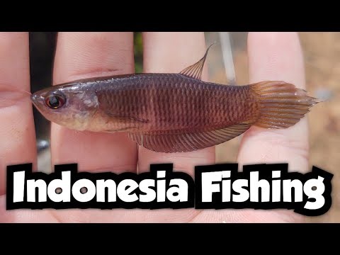 I Caught an Endangered Betta Species | Double Lipspot Mouthbrooder | Indonesia Fishing 🇮🇩