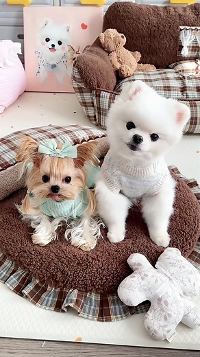 1.5M views · 44K reactions | PetsGoodis on Reels | Facebook