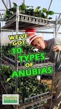 10+ Types Of Anubias