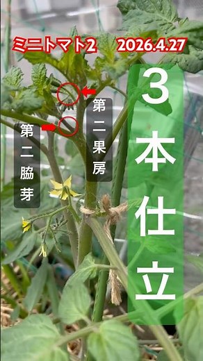 [How to grow cherry tomatoes with three stems] #cherrytomato cultivation