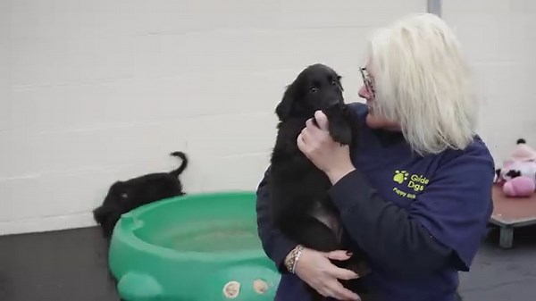 17K views · 320 reactions | Our legendary Dogfather, recently retired...