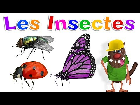 Apprendre aux enfants les Insectes (Learn Insects for Kids - Serie 01)
