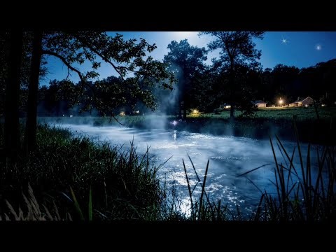 Summer Night Ambience with Crickets & Frogs | Relaxing Nature Sounds for Deep Sleep