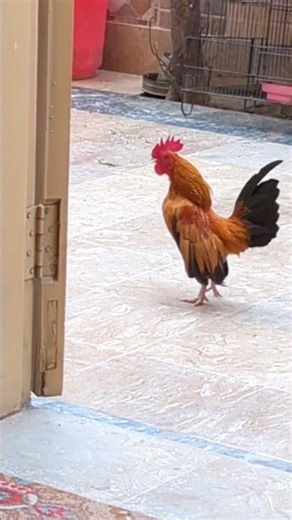 How Does This Rooster Sound? Voice Check! #viralvideo #roosterfighter #roostervideo