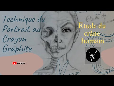 Dessin crâne humain pour comprendre l'anatomie