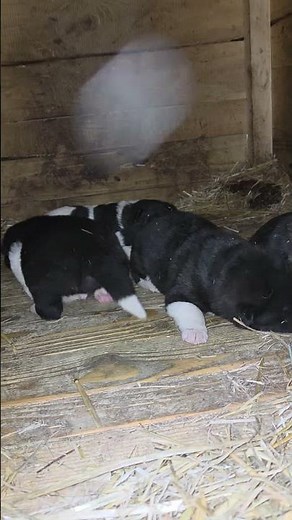 2-Week-Old Akita Puppies Learning to Walk 🐾 First Steps #puppy #cute #akita #americanakita