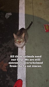 5.5K views · 48 reactions | Getting non stop videos of animals who...