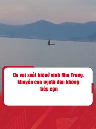 Ban Quản lý vịnh Nha Trang khuyến cáo đến các tổ chức, cá nhân hoạt động trên vịnh bảo đảm an toàn cho cá voi, không tiếp cận gần #cavoi #vinhnhatrang #baonguoilaodong #tintuc