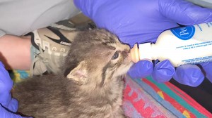 1.4K views · 20 reactions | Yoo-hoo! We are looking for you to join...