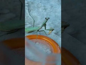 Bug day for Tauriel the mantis! #bugday #mantisfeeding #mantiseating