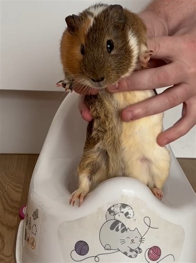 He’s asking to use the toilet 😁🐹 #guineapigs #pet #animals #cute #viralvideos