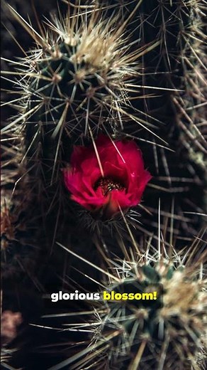 You Won’t Believe These Desert Flowers Exist!