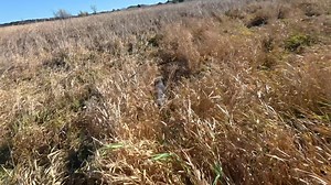 Pointing a bird | Rundownriver Bird Dogs