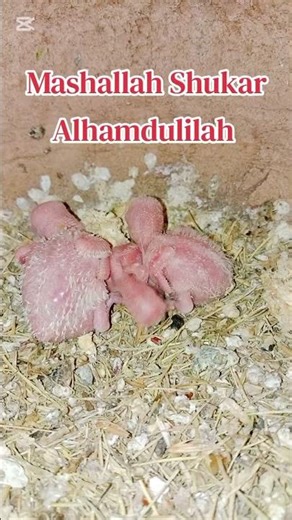 Rare Color Albino Red Eyes Blue Creamino Chicks Ready #petlover #aviculturist #lovebirdmarket