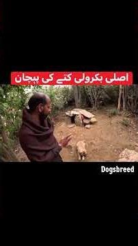 Bakroli Dog Price in Pakistan 2026