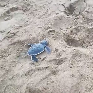 Cute baby turtle finds its way to the ocean