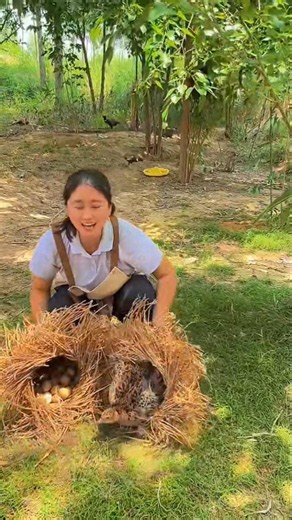 Hidden Nest EggHarvest |CollectingFresh Farm Eggs in Village Life#chicken #villagelife #farming