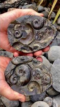 We came across a fresh shale landslide! 🏝️ Amongst it, we found these two spherical balls of stone