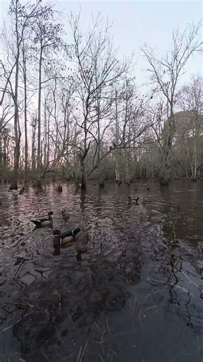Wood Duck sounds with Gadwalls in the background #waterfowl #woodduck #wildlife #nature #outdoors