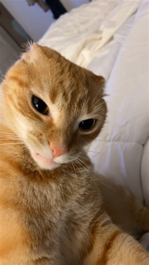 stopyourescaringme | Day 204 🗣️🗣️ #cat #catdaily #catlife🐾 | Instagram