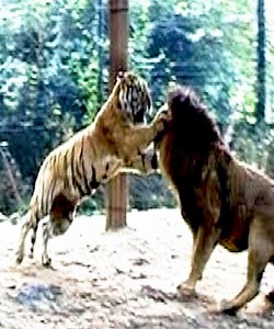 681K views · 1.1K reactions | Lion Vs Tiger Real Fight to Death. #Animal | Nature Life | Facebook