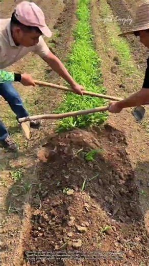 The Traditional Farming Technique That Saves Massive Effort #farming