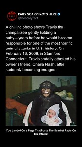 This chilling photo shows Travis the chimpanzee calmly holding a baby—years before he became responsible for one of the most horrifying animal attacks in U.S. history. Raised in a human environment, Travis was treated like a child, dressed in clothes, and exposed to medications never meant for animals. On February 16, 2009, in Stamford, Connecticut, Travis suddenly became enraged and brutally attacked his owner’s friend, Charla Nash. The incident shocked the nation and permanently changed how ex
