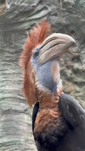 8.4K views · 5.6K reactions | Have you heard this sound while walking...