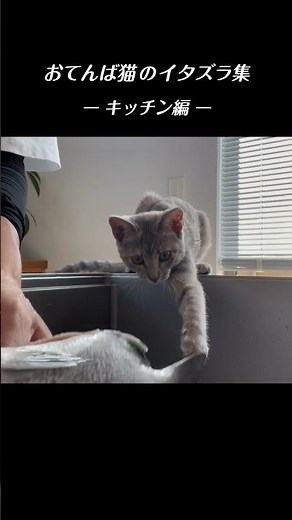 イタズラ大好き猫のイタズラ集キッチン編／ #猫 #子猫 #保護猫