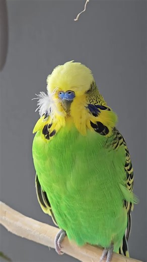 im pretty and I know it 😃 #budgie #pet #fyp #fypage #cute