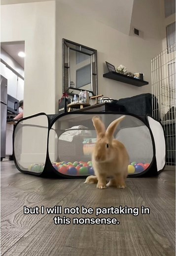 Exploring the Majestic Flemish Giant Rabbit