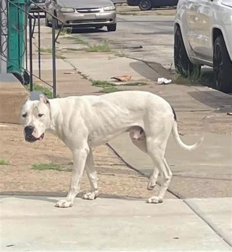 Meet the boy temporarily known as Bogo, a name given by his amazing rescuers, Tara and Colleen at GoodBoy Dog Recovery. If you’ve been following along on Facebook, you might recognize him, he’s become somewhat of a Philly legend! For months, Bogo was spotted all over the city, sometimes traveling long distances across town. No one knew where he slept, but one thing was clear, he was always on the move. Incredibly, he managed to survive in South & North Philly with nothing but rowhomes, businesse