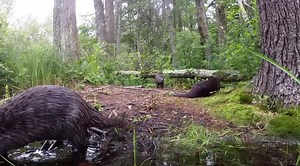 Another AMAZING GoPro homebrew video of a “romp” of otters doing what otters do. Camera is set up on tree out in the beaver pond pointed back towards one of their latrines. North central Massachusetts -7/7/2021 | CR Wildlife Cams