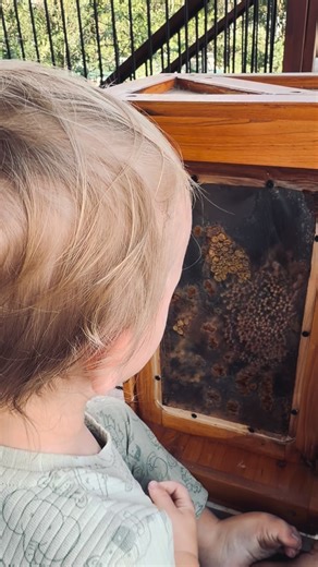 There’s nothing sweeter than watching curiosity bloom I love bringing bee education directly to kids with my native observation beehive, where they get to safely peek inside a real working hive and see the magic happening in real time. Watching their faces light up when they spot the queen or see the bees building comb never gets old! But we don’t just watch — we get hands-on at the STEM table too! Learning comes alive through activities like: -looking under the microscope at bees, pollen, Paras