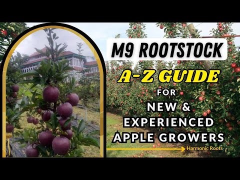 M9 Rootstock: A-Z Guide for New & Experienced Apple Growers
