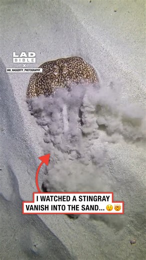 I watched a stingray vanish into the sand 🫣😲 | LADbible