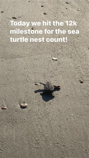 This weeks nest count summary surpasses the 12,000 mark! This adorable hatchling loggerhead sea turtle made its way to the ocean at Apollo Beach. 2023 Sea Turtle Nest Counts ​ • Loggerhead (Caretta caretta):Apollo ( 2355 ) .......... Playalinda ( 2864 ) • Green Turtle (Chelonia mydas):Apollo ( 2755 ) .......... Playalinda ( 4215 ) • Leatherback (Dermochelys coriacea):Apollo ( 10 ) .......... Playalinda ( 18 ). • Kemps Ridley (Lepidochelys kempii): Apollo ( 0 ) .......... Playalinda ( 1 ) Total S