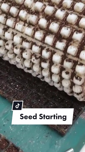 how to start seeds at a commercial nursery #plants #tiktokpartner #learnontiktok