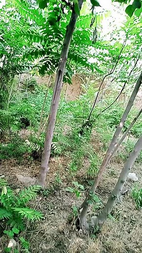 Beekeeping Techniques: Harvesting Honey from Trees