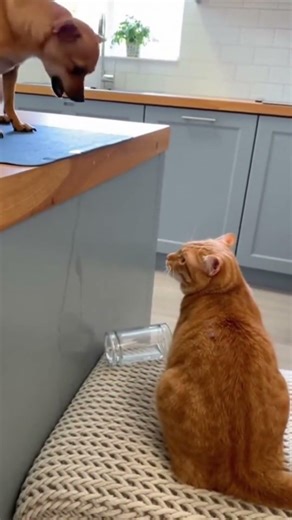 Angry Small Chihuahua vs Cats & Big Doggos. Who wins? #funny #viral #shorts