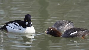 Male Goldeneye Duck Turning Around On Pond Next To Two Females Looking On, courtship phase