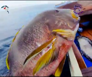 6.4M views · 120K reactions | Indonesia Travel & Spearfishing Part 1 - Wonderful view #Spearfishing #Ocean | Unlimited two | Facebook