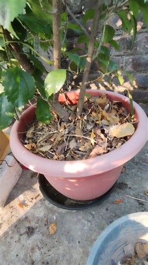 Organic Fertilizer for Hibiscus to Bloom #organicgardening #fertilizer #hibiscus