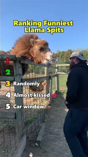 Ranking Every Llama Spit Moment #animals #viral #shorts