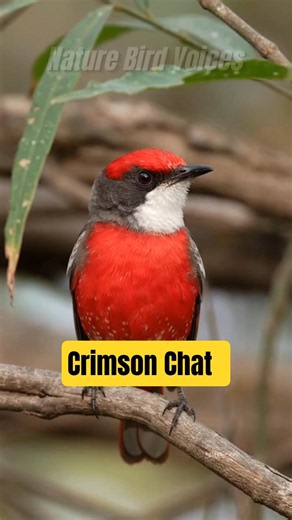 Crimson Chat #birds #birdsong #birdsounds