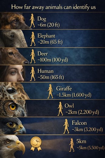 How Far Away Can Animals Identify Humans? Animals perceive the world very differently from humans. Their survival depends on heightened senses—especially vision, hearing, and smell—that often surpass our own. The image illustrates how far various animals can visually identify a human, revealing just how extraordinary animal perception can be. Dogs: Close-Range Recognition Distance: ~6 meters (20 feet) Dogs rely less on sharp eyesight and more on smell and hearing. While their vision is limited c